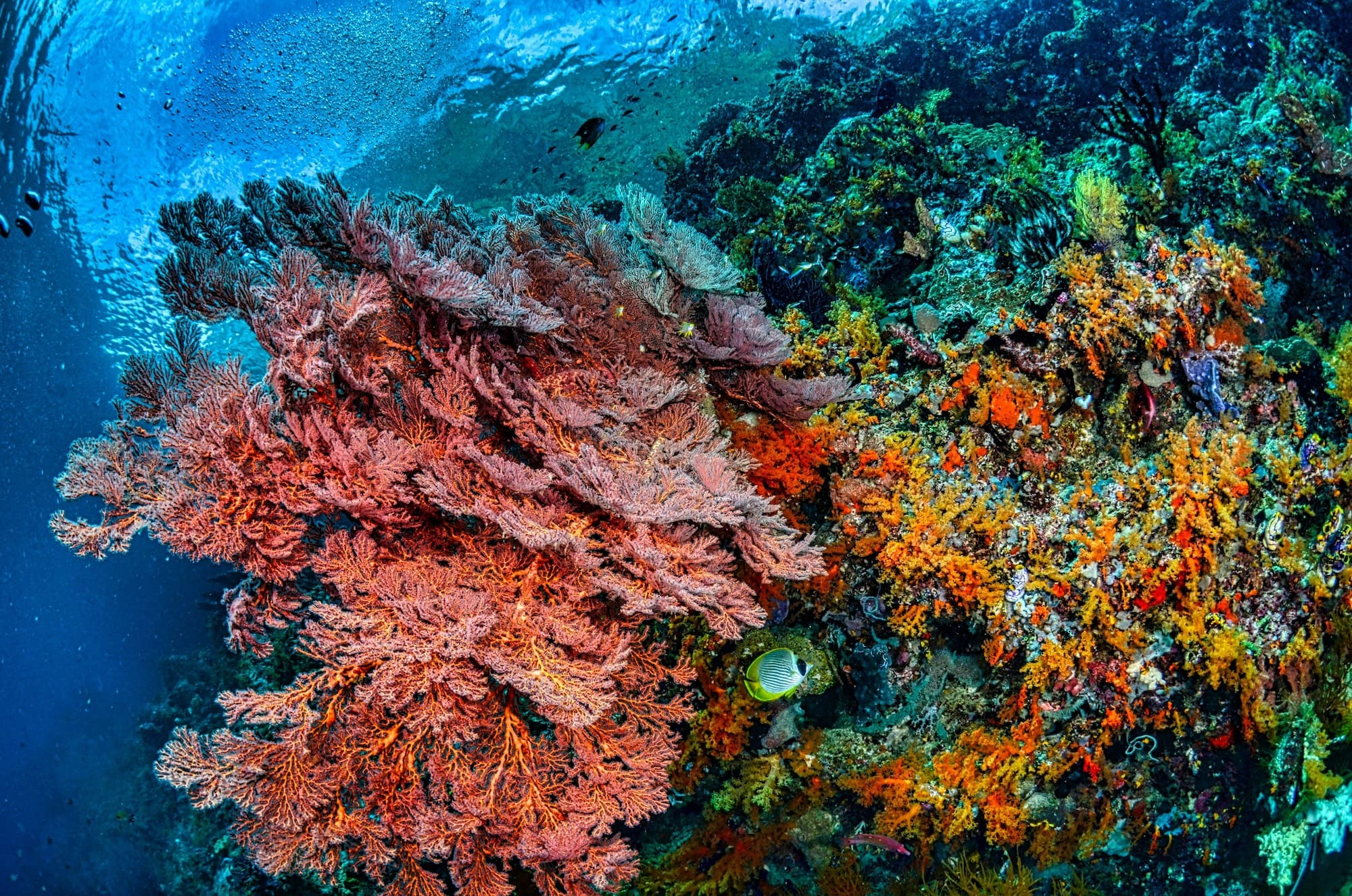 Protéger la biodiversité marine : l’importance des récifs coralliens