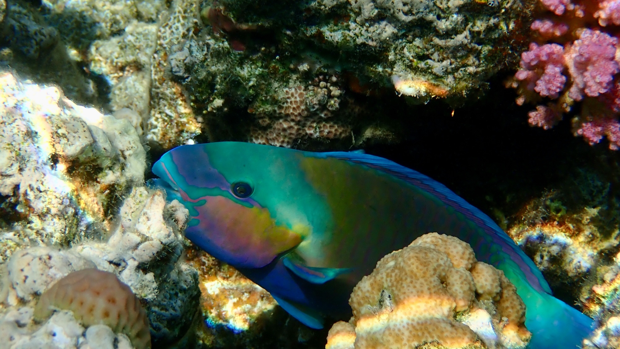 Comment les poissons dorment-ils ?