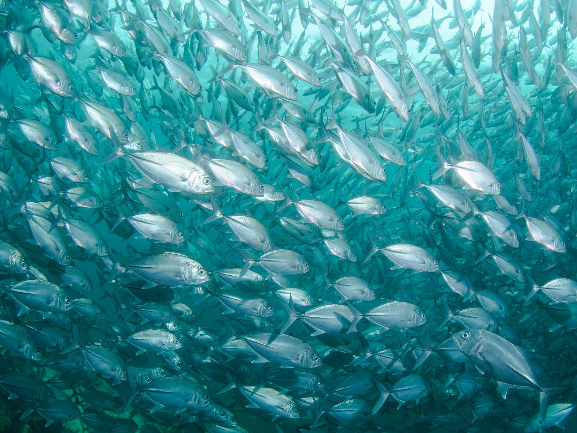 Pourquoi les poissons se regroupent-ils en bancs ?