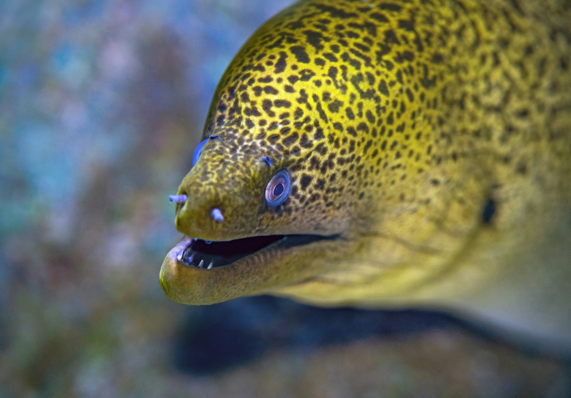 Pourquoi les murènes ont-elles toujours la bouche ouverte ?