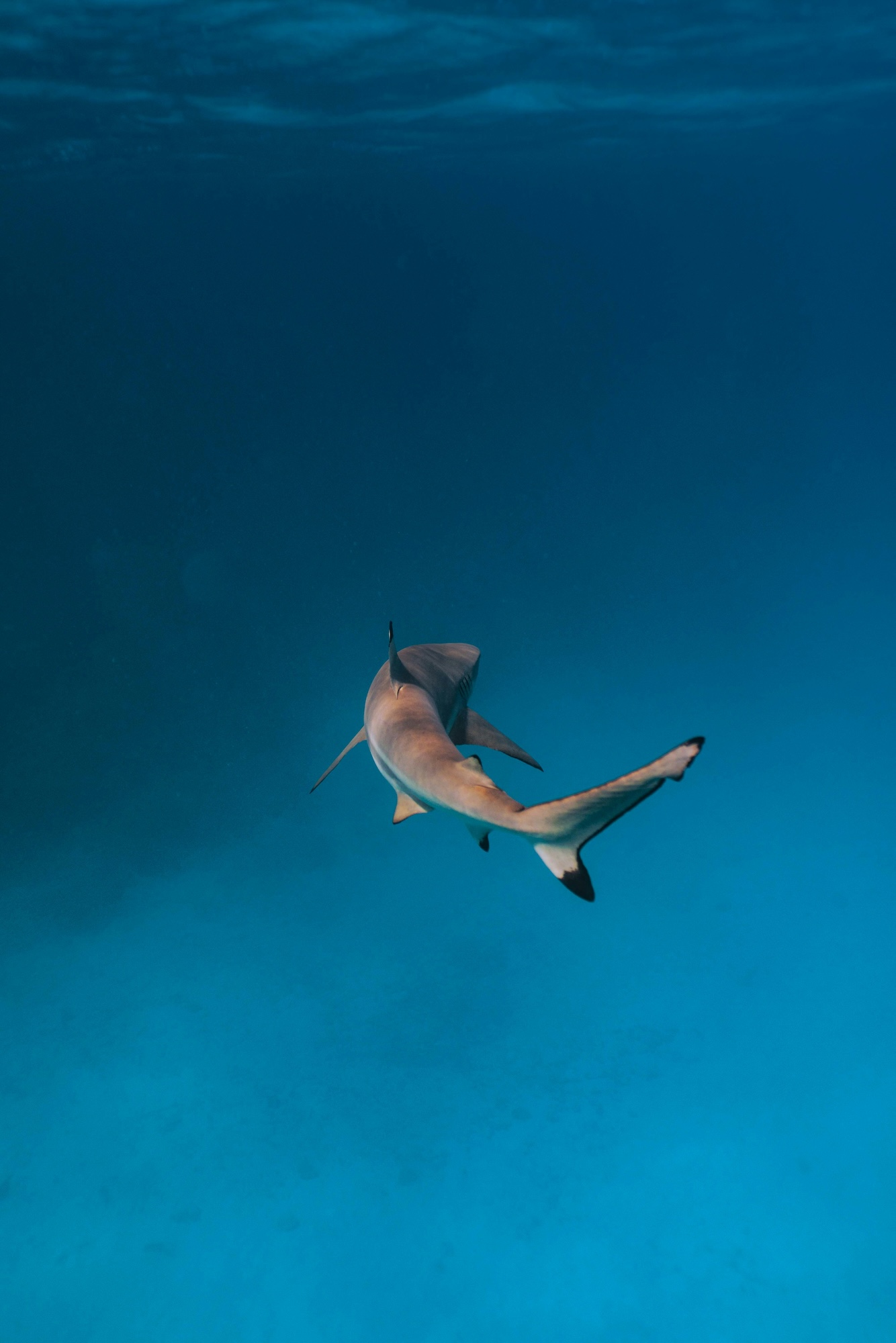 10 idées reçues sur les requins : démêler le vrai du faux