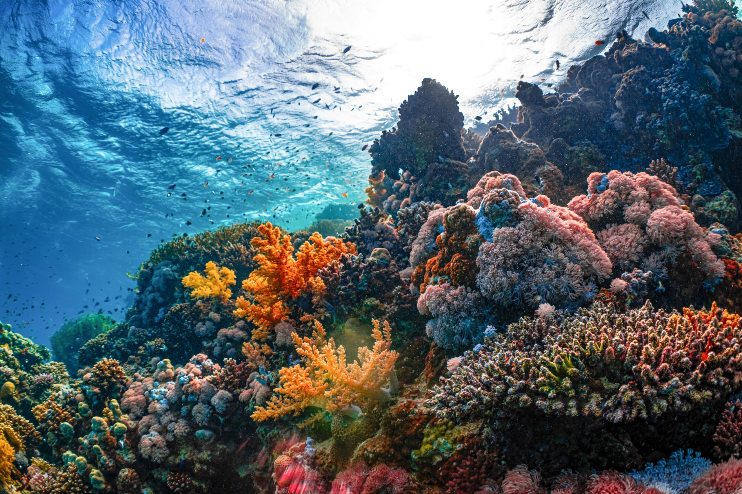 Pourquoi les couleurs disparaissent-elles sous l’eau en plongée ?
